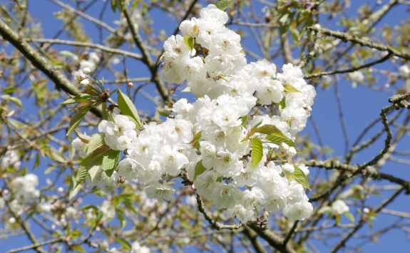 Close-up of a cluster of white cherry blossoms on a tree branch with fresh green leaves, set against a clear blue sky.